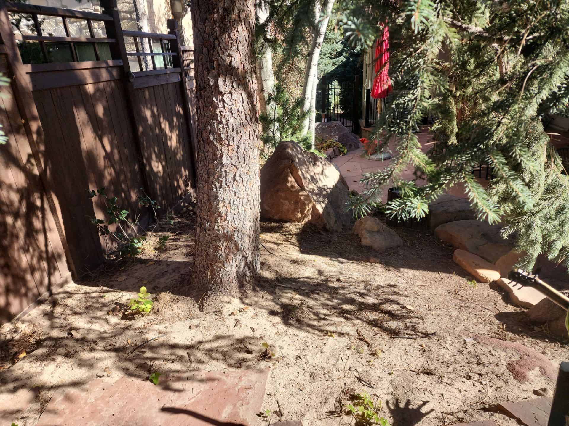 Winter watering boulder county dry soil evergreen tree