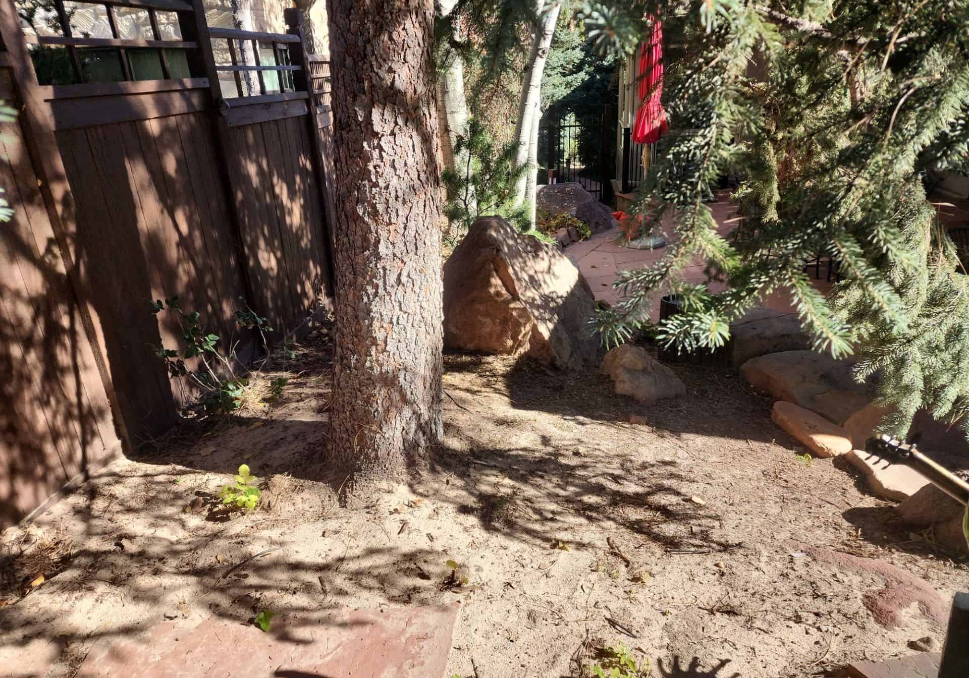 Winter watering boulder county dry soil evergreen tree